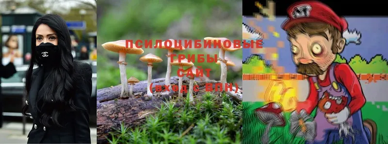 где продают   Санкт-Петербург  Псилоцибиновые грибы Magic Shrooms 